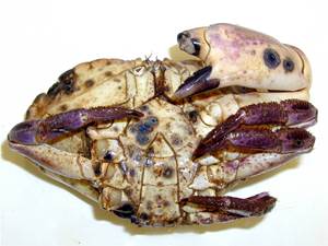 Crab with shell disease lesions